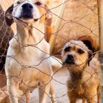 Câmara Municipal de Morrinhos faz economia histórica em 2025 e devolve ao Executivo mais de um milhão e meio de reais